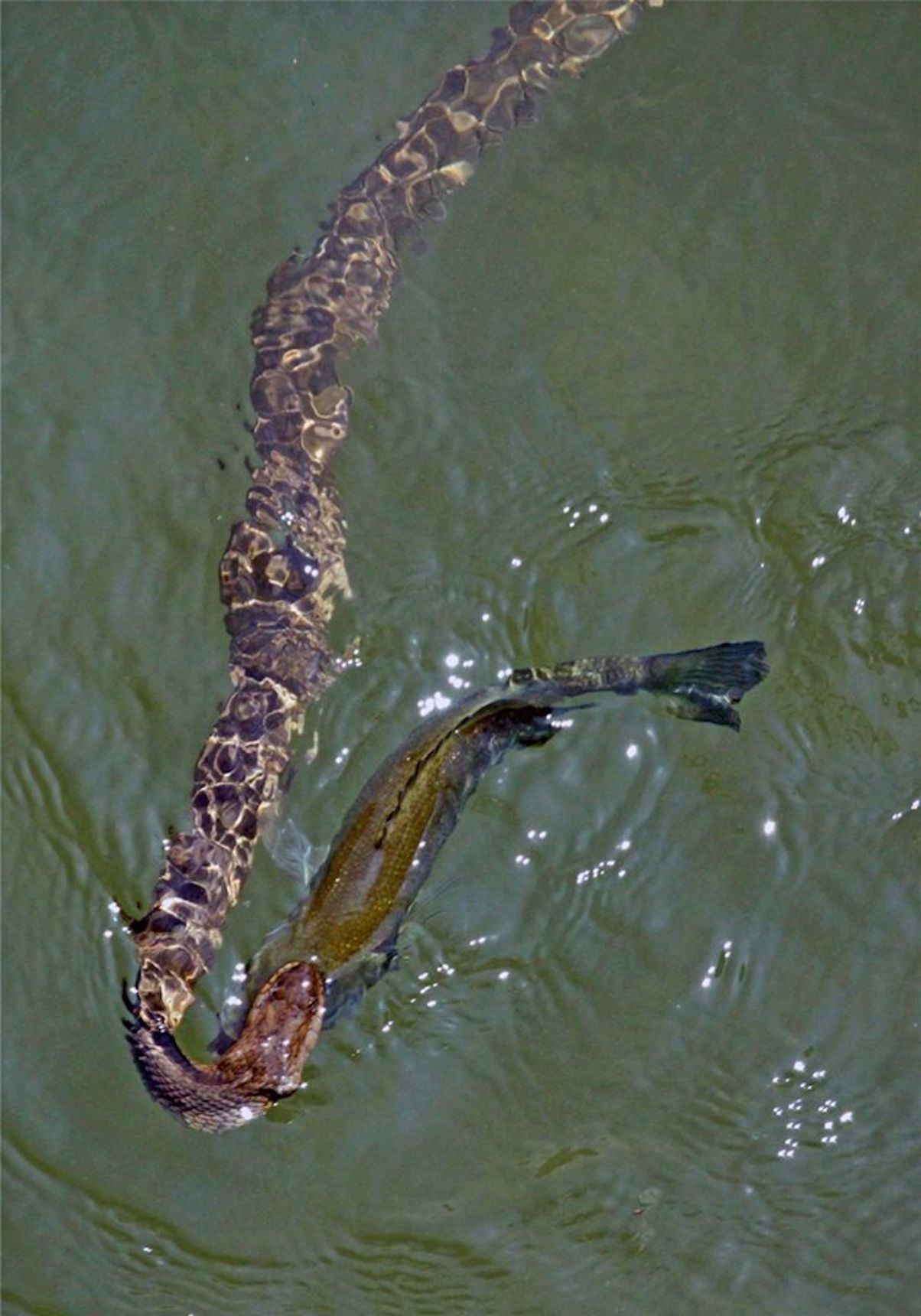 snake 8.jpg